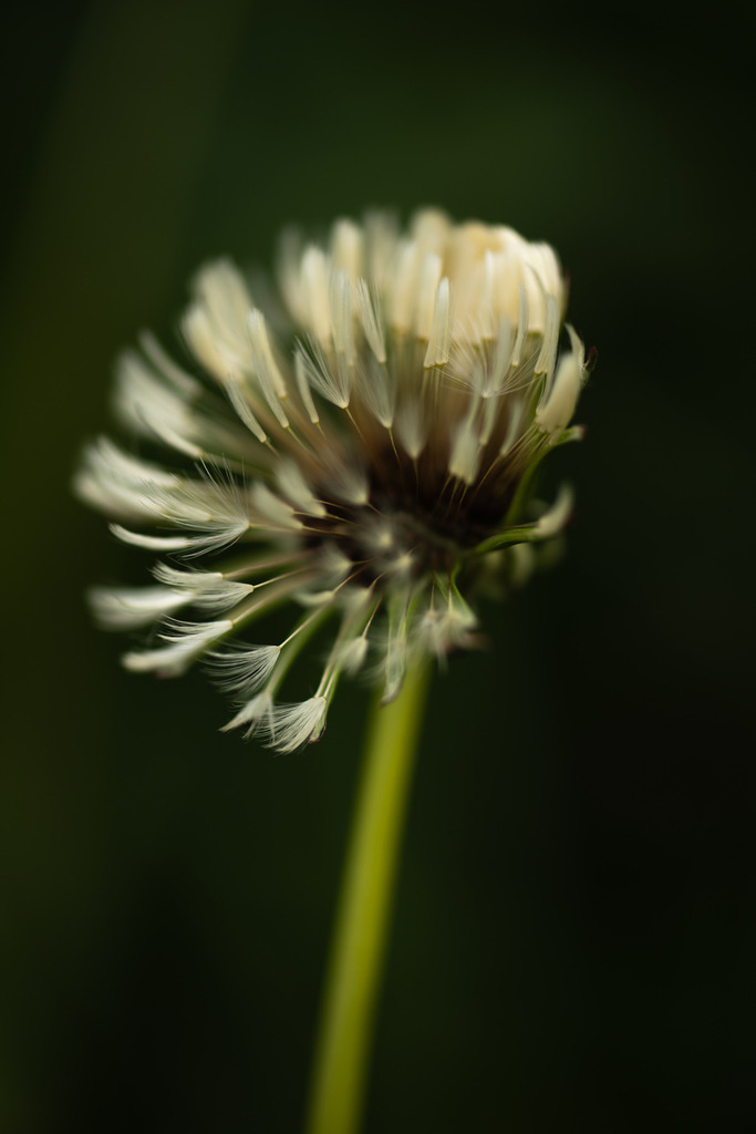 Löwenzahn | Makroaufnahme mit Nikon ZF, AF-S Micro Nikkor 105mm f2.8