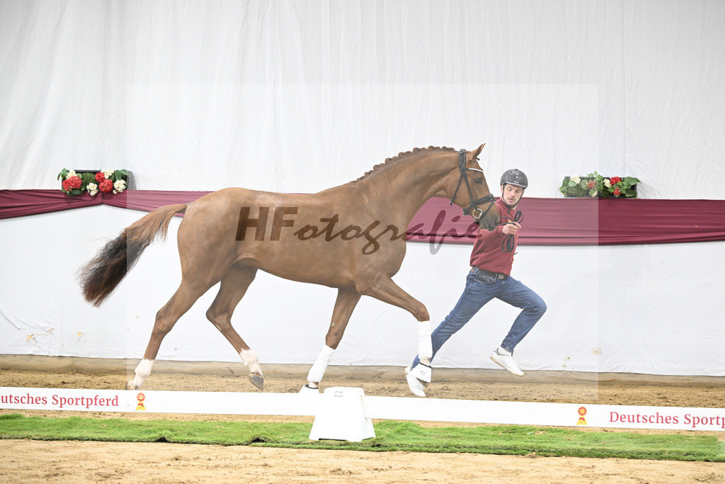 Kat-Nr. 62 Floricello x Zack_MH Pferdezucht u. -sport GmbH_47252342 | hf-fotografie - Realisiert mit Pictrs.com