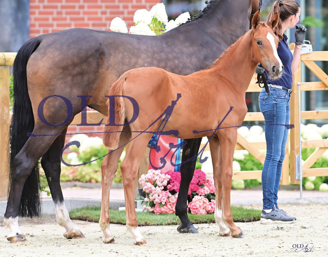 09 Sweet Girl DE433330849822 BS Secret - Escolar_b | <meta name="description" content="★Offizieller Merchandise und Foto-/Videostore des Oldenburger Verbandes.★ ✅Jetzt auch digital Ausdrucke erhältlich." />
<meta name="keywords" content="Merchandise Foto-/Videostore Oldenburger Verband Photographie 