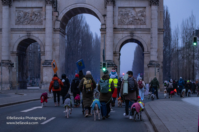 Galgomarsch2026-266 | Augenblicke kommen und gehen, Erinnerungen bleiben. Als Tierfotografin schaffe ich liebevolle Erinnerungen an unsere tierischen Familienmitglieder, ohne Stress und Druck.
Buchbar für den Raum München und Landkreis Dachau  - Realisiert mit Pictrs.com