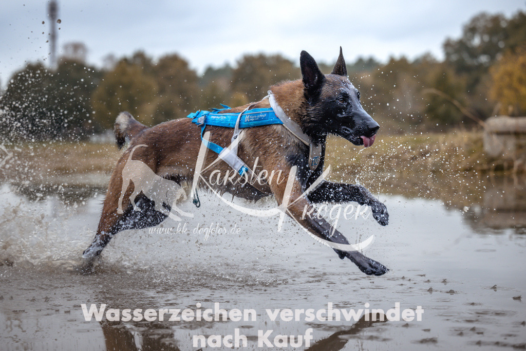 1358_ZZ95078 | kk-dogfotos
