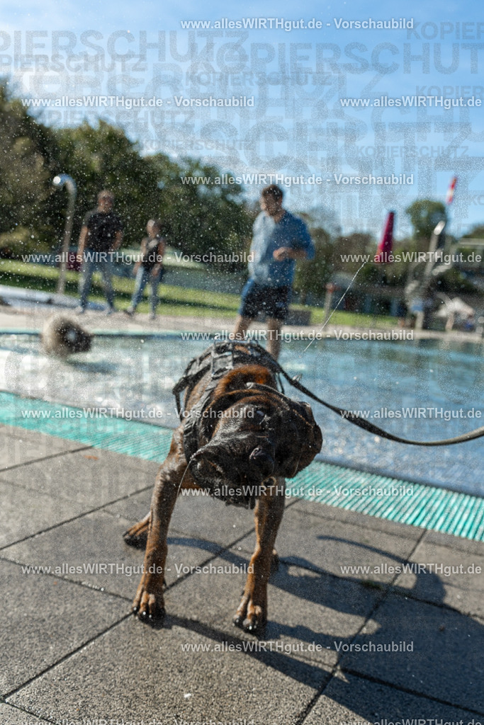 Hundeschwimmen_Volksbad_2026-allesWIRTHgut_Tierfotografie-2609061030-094051-7R508929 | Professionelle Tierfotografie in Mönchengladbach von Daniel Wirth (allesWIRTHgut). Liebevolle & natürliche Bilder von Hunden & Katzen für unvergessliche Erinnerungen.