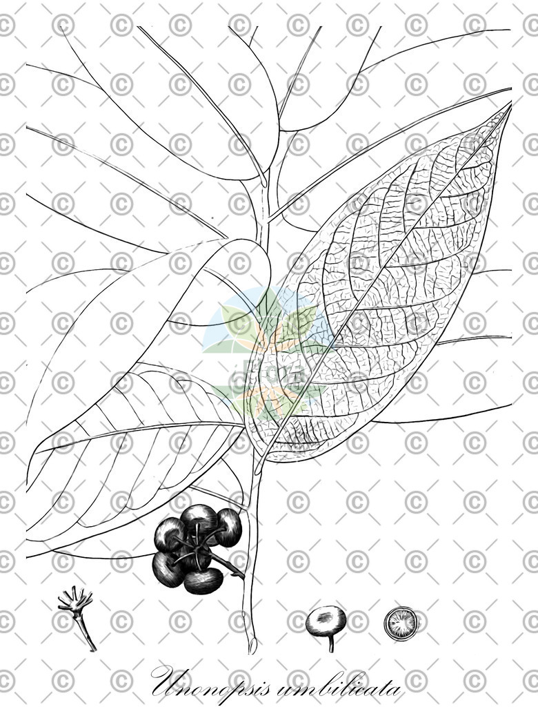 HistAbb_wfo-0000197730_1_ENZY_Simple | Historische Abbildung von Unonopsis umbilicata - Annonaceae | Historical Illustration of Unonopsis umbilicata - Annonaceae