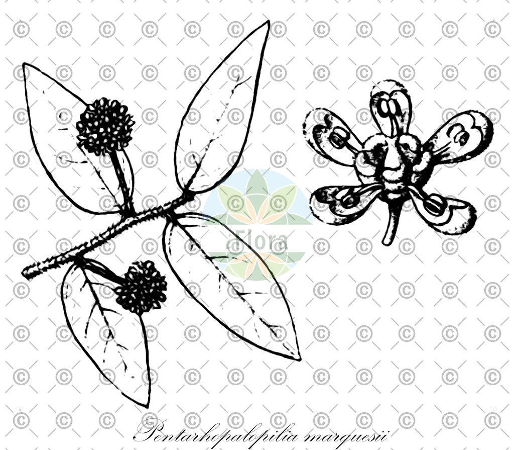 HistAbb_wfo-0000392226_1_ENZY_Simple | Historische Abbildung von Pentarhopalopilia marquesii - Opiliaceae | Historical Illustration of Pentarhopalopilia marquesii - Opiliaceae