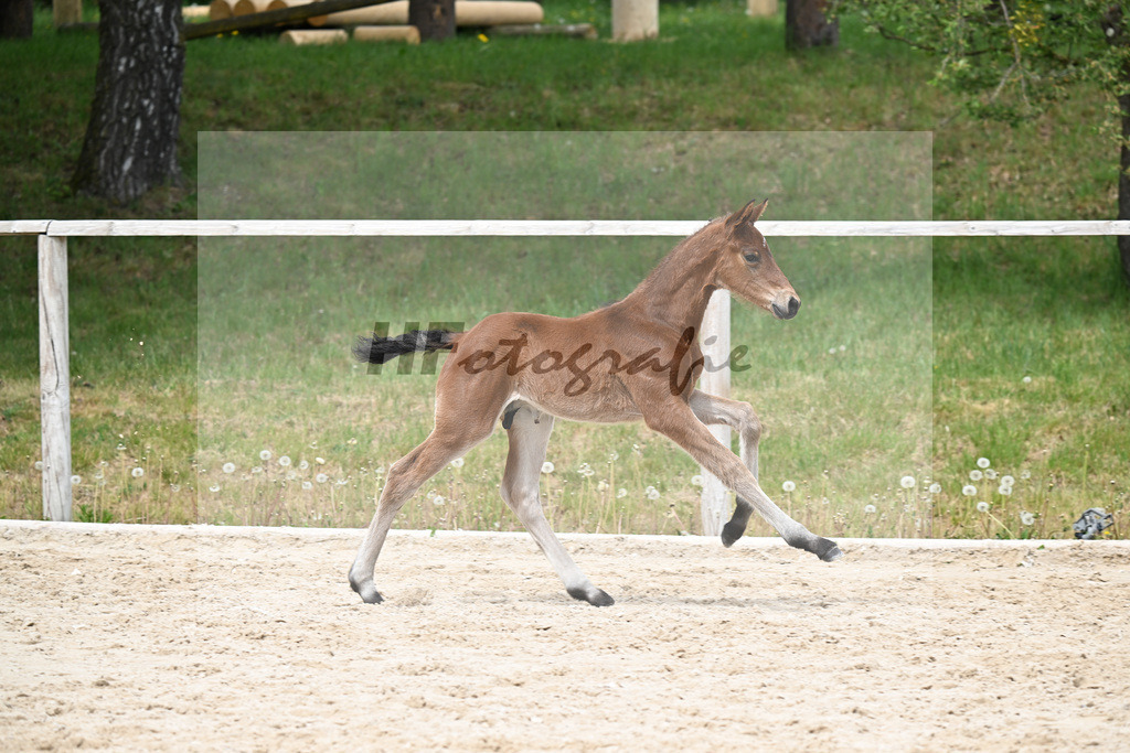Kat-Nr. 35 HF Va Bene x Le Vivaldi_Wimmer_24260649 | hf-fotografie - Realisiert mit Pictrs.com