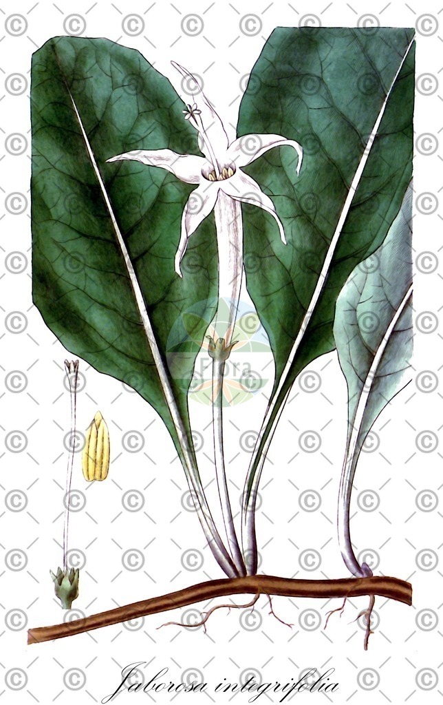HistAbb_wfo-0000778777_1_ENZY_Simple | Historische Abbildung von Jaborosa integrifolia - Solanaceae | Historical Illustration of Jaborosa integrifolia - Solanaceae