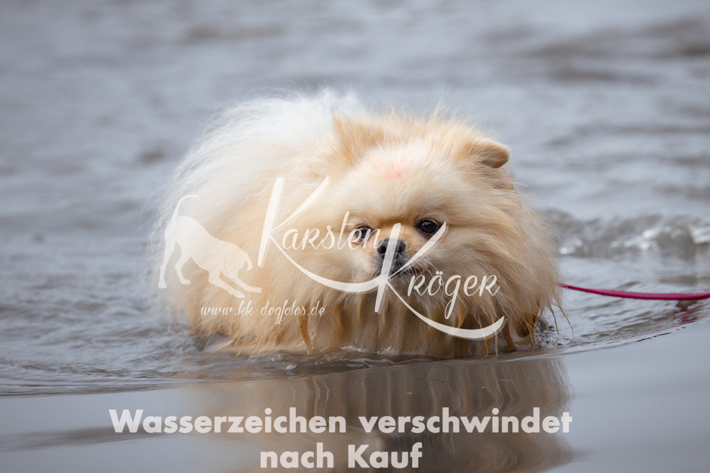 1113_ZZ93243 | kk-dogfotos