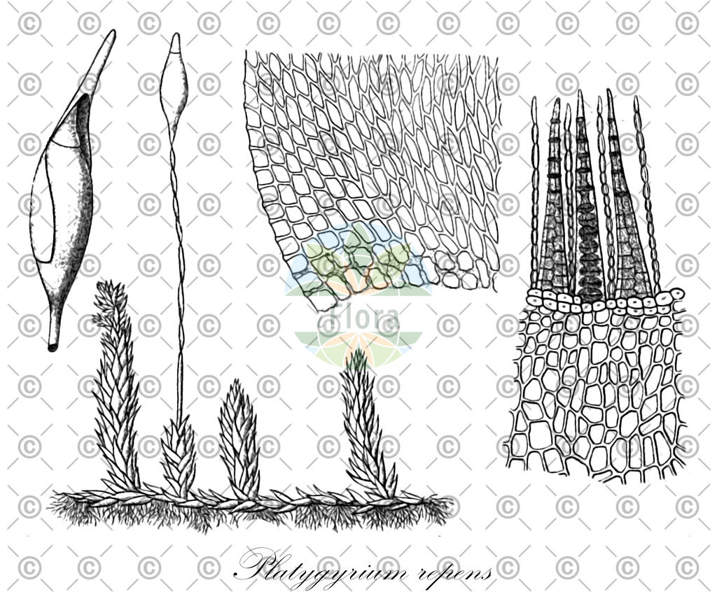 HistAbb_wfo-0001162986_1_ENZY_Simple | Historische Abbildung von Platygyrium repens - Pylaisiadelphaceae | Historical Illustration of Platygyrium repens - Pylaisiadelphaceae