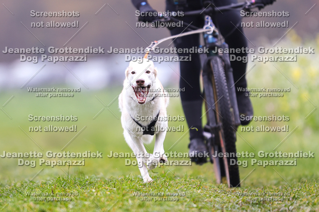 Dog Paparazzi - Visbeck 25 -161 | Dog Paparazzi Jeanette Grottendiek Fotografie & Videografie - Realisiert mit Pictrs.com