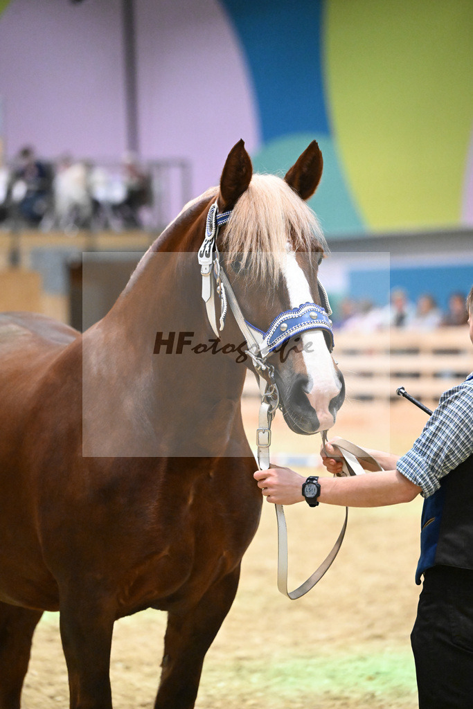 Kat-Nr. 33 Finesse G v. Schmauzenberg_Grandauer_1260491 | hf-fotografie - Realisiert mit Pictrs.com