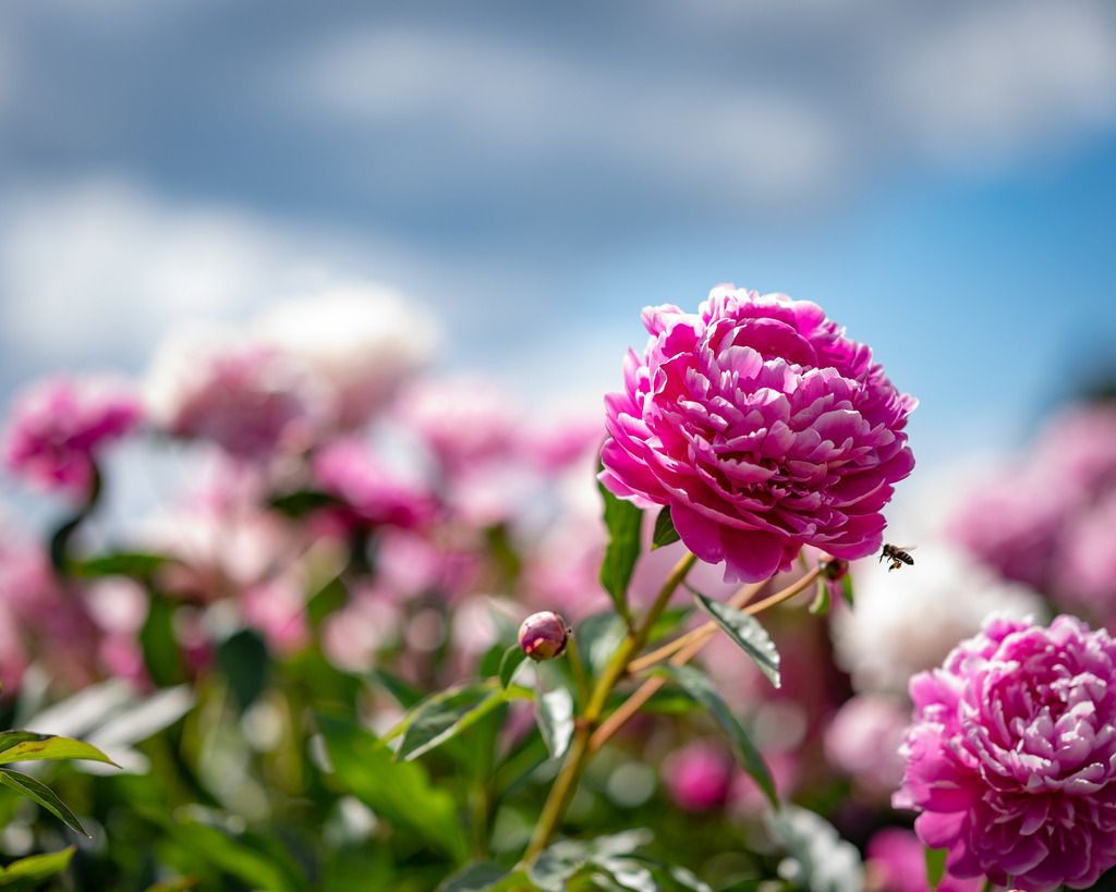 _DSC7636 | renerovisanfotoart.com