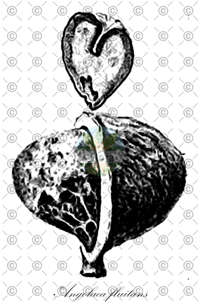 HistAbb_wfo-0000536542_416_ENZY_Simple | Historische Abbildung von Angolaea fluitans - Podostemaceae | Historical Illustration of Angolaea fluitans - Podostemaceae