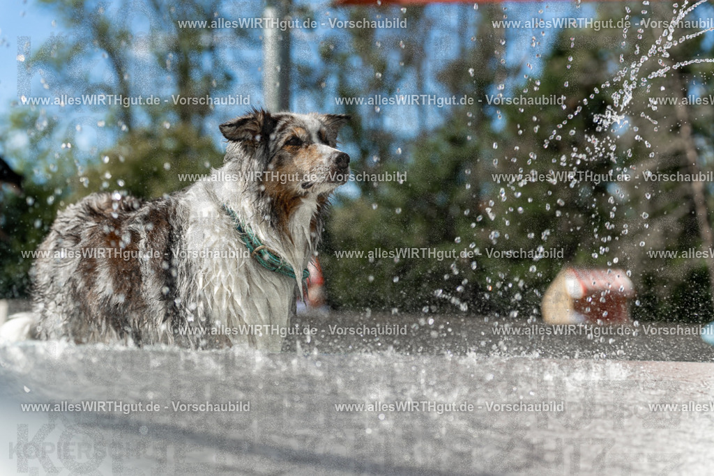 Hundeschwimmen_Volksbad_2026-allesWIRTHgut_Tierfotografie-2609061534-7R501630 | Professionelle Tierfotografie in Mönchengladbach von Daniel Wirth (allesWIRTHgut). Liebevolle & natürliche Bilder von Hunden & Katzen für unvergessliche Erinnerungen.