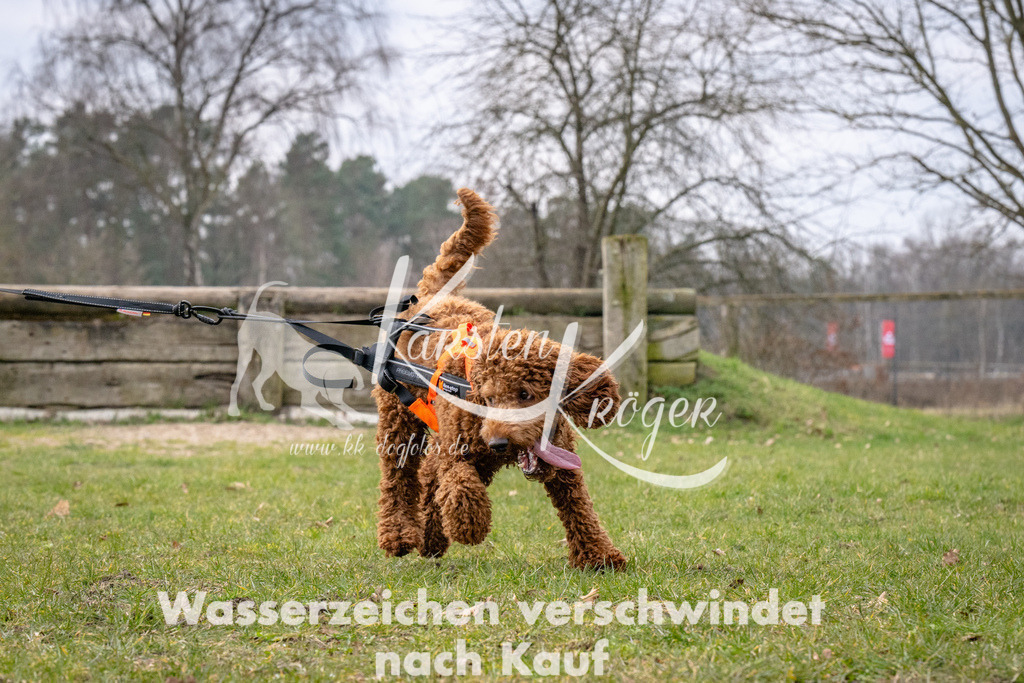 _ZZ92409 | kk-dogfotos
