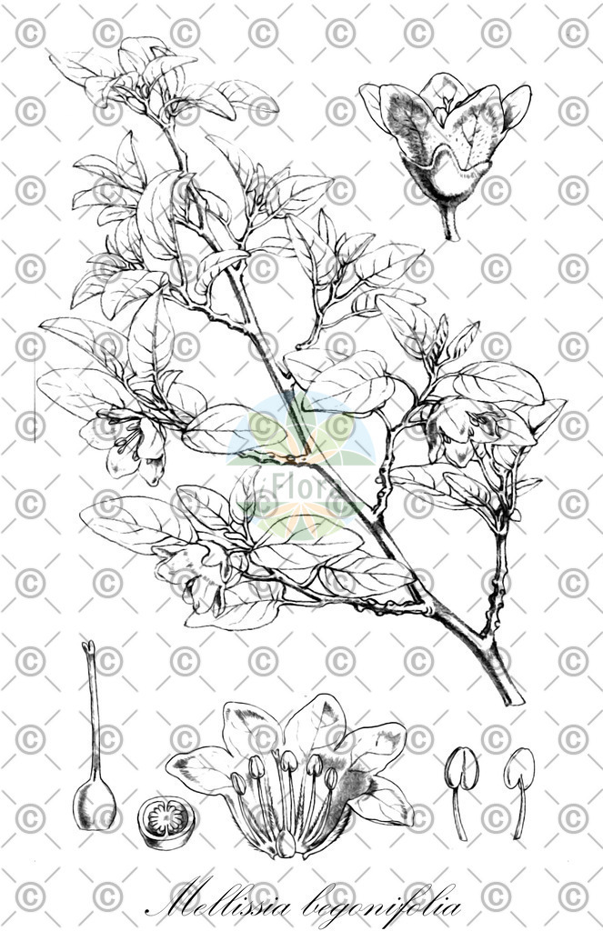 HistAbb_62Z64_2_ENZY_Simple | Historische Abbildung von Mellissia begonifolia - Solanaceae | Historical Illustration of Mellissia begonifolia - Solanaceae