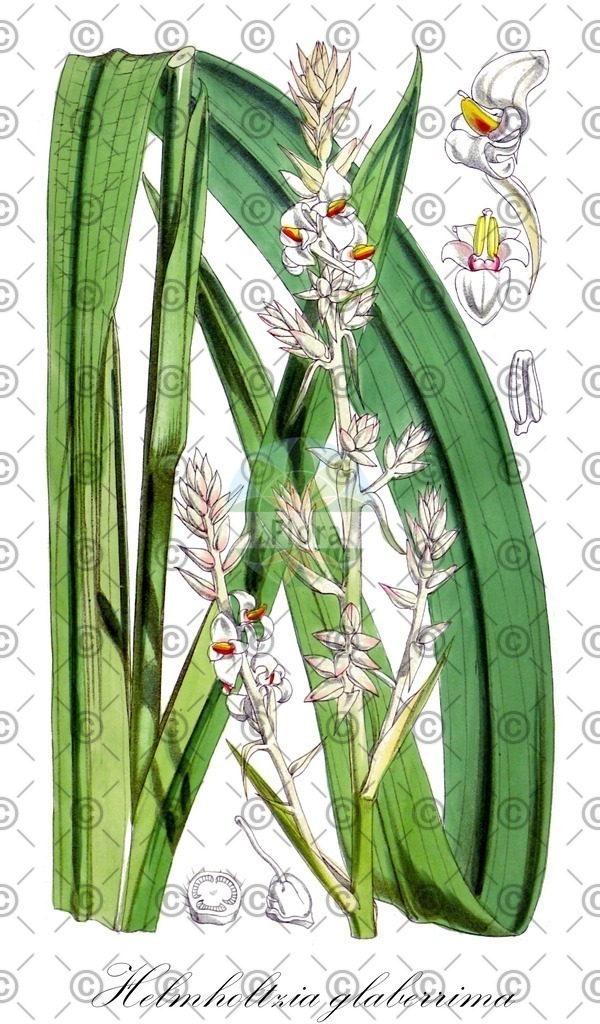 HistAbb_62VFC_2_ENZY_Simple | Historische Abbildung von Helmholtzia glaberrima - Philydraceae | Historical Illustration of Helmholtzia glaberrima - Philydraceae