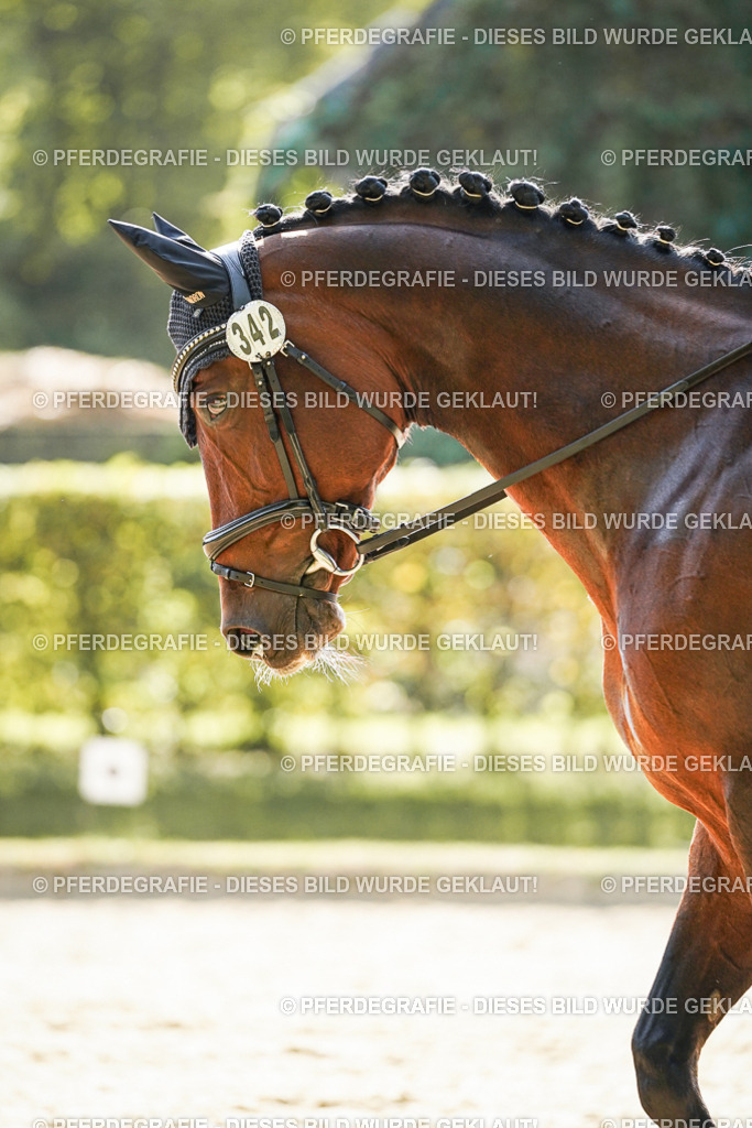 DSC07239 | Pferdegrafie