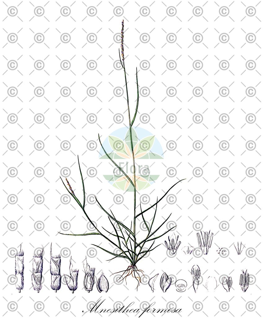 HistAbb_wfo-0001233808_1_ENZY_Simple | Historische Abbildung von Mnesithea formosa - Poaceae | Historical Illustration of Mnesithea formosa - Poaceae