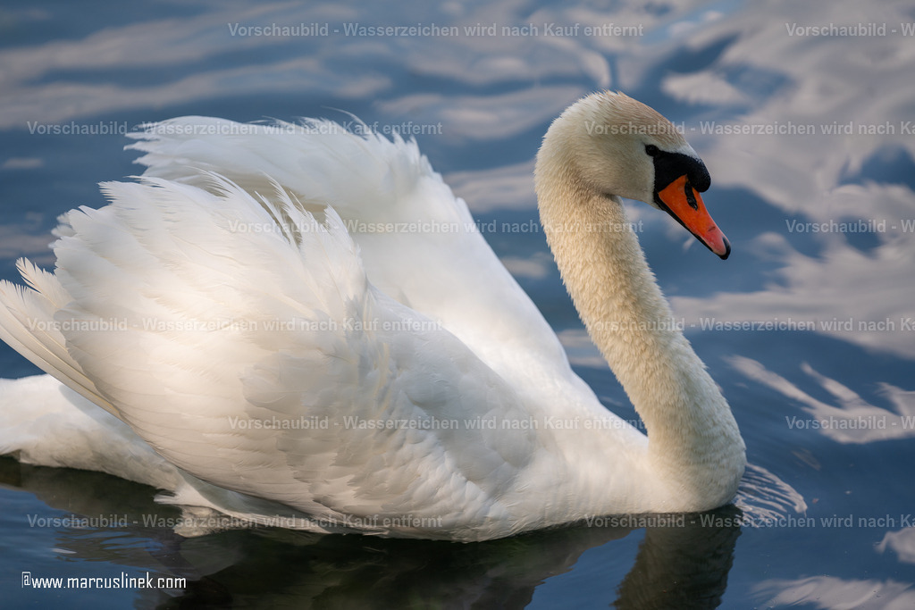 DSC01138 | marcuslinek