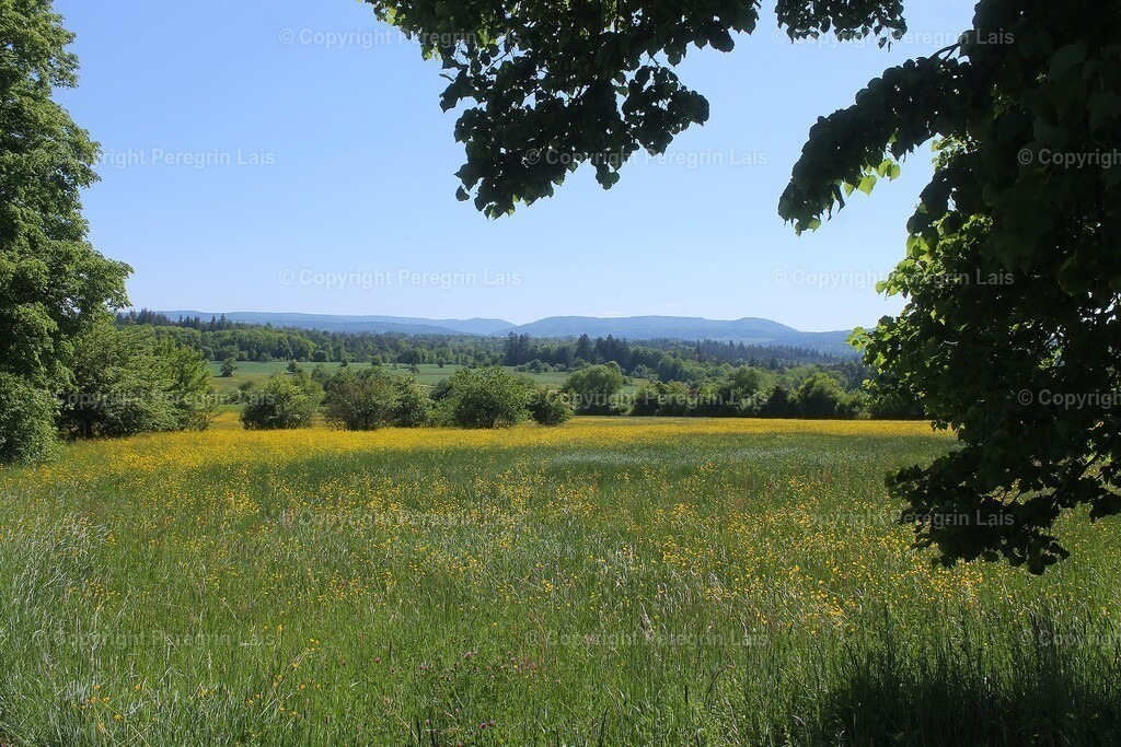IMG_2935 | Fotografiert von Peregrin Lais. Bilder anschauen, 
Formate auswählen und bestellen. - Realisiert mit Pictrs.com