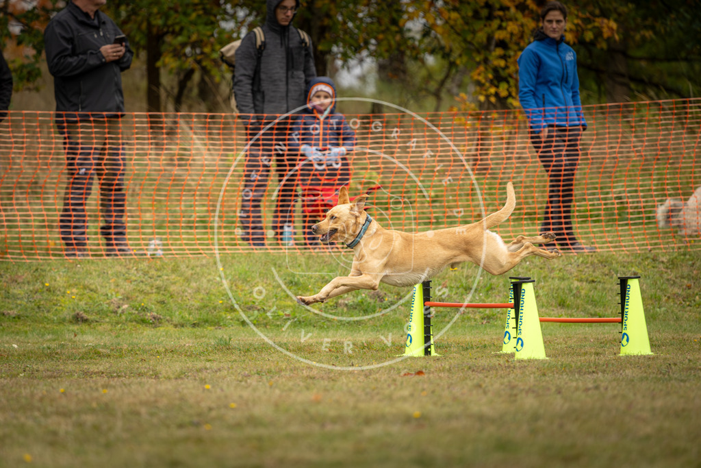 Pfotenfotografie_DV3A4452 | Hundefotografie, Tierfotograf, Pfotenfotografie, Fotoshooting Hund, Hunde Portrait, Hundesport, Hundeportraits, Heideshooting, Hunde, Sportfotograf, Hundefotograf, Turnierhundsport, THS,  - Realisiert mit Pictrs.com