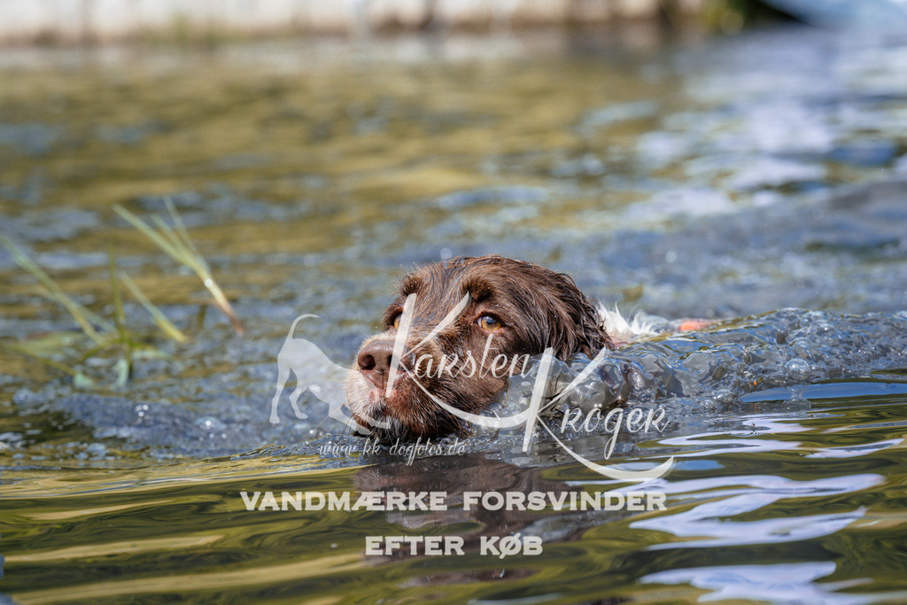 _ZZ986361043 | kk-dogfotos