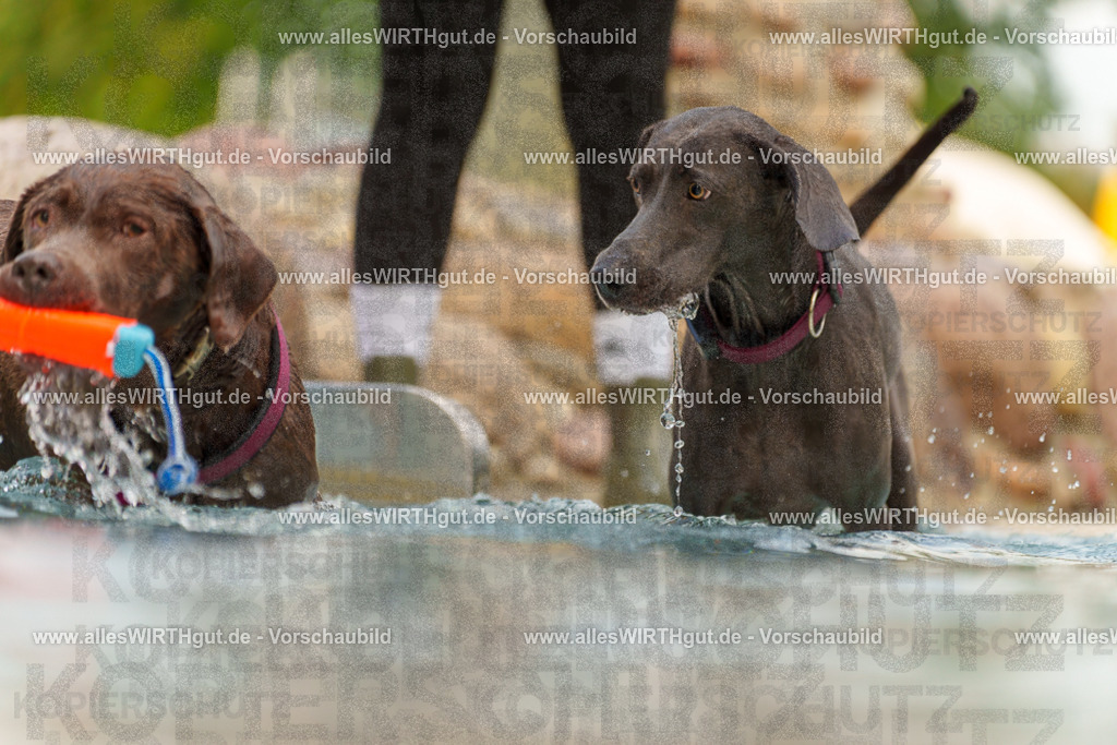 Hundeschwimmen_Grefrath_2026-allesWIRTHgut_Tierfotografie-11_08-7R503126 | Professionelle Tierfotografie in Mönchengladbach von Daniel Wirth (allesWIRTHgut). Liebevolle & natürliche Bilder von Hunden & Katzen für unvergessliche Erinnerungen.