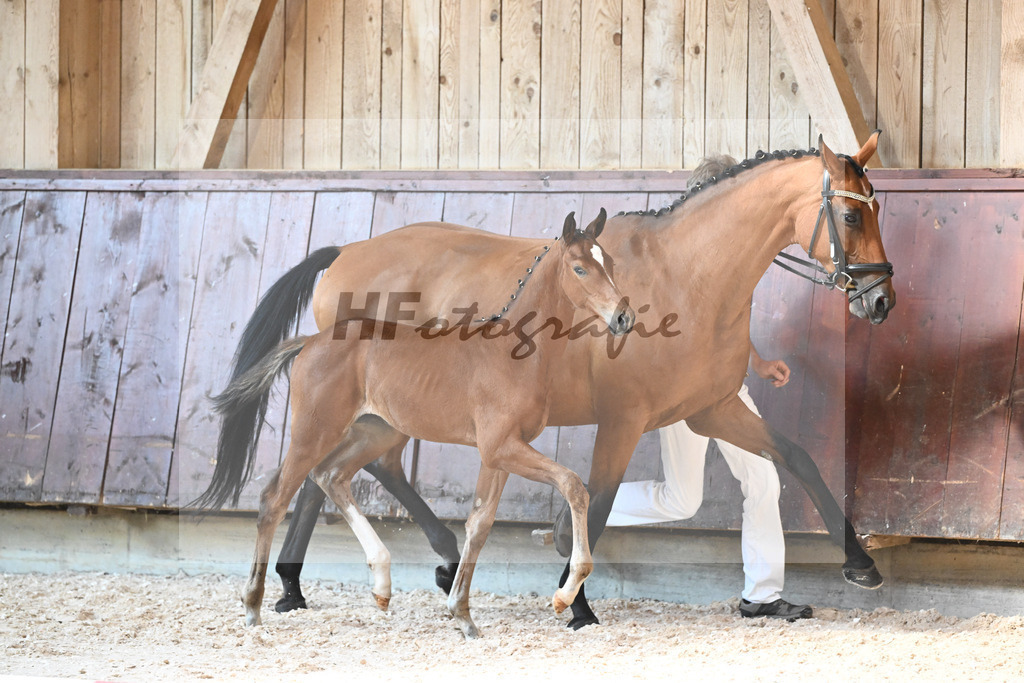 Kat-Nr. 23 SF Va Bene x Imperio_Schindele_32240285 | hf-fotografie - Realisiert mit Pictrs.com