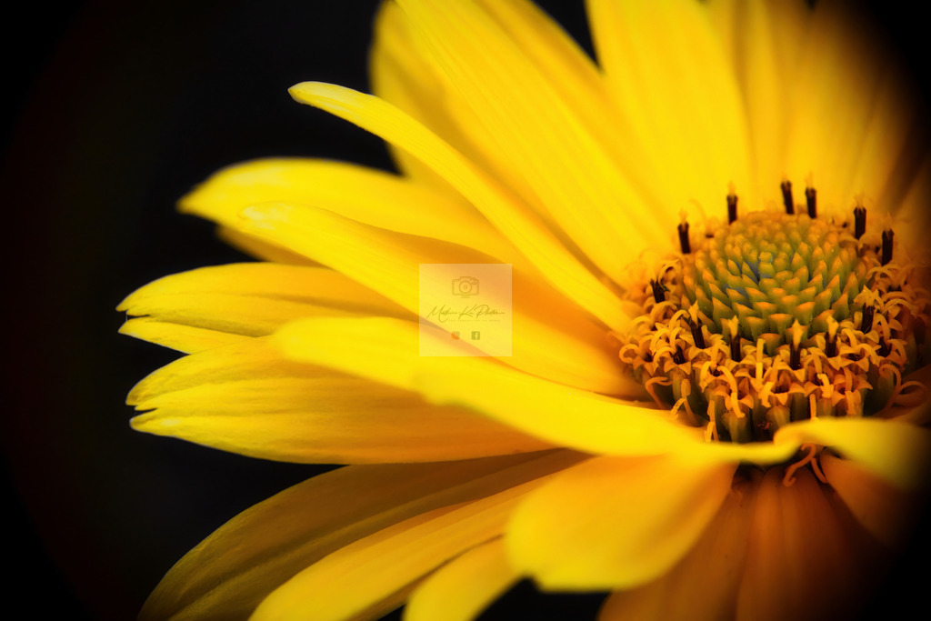 Makro - floral (78) | Buche Fotoshootings und entdecke hochwertige Fotoprodukte bei Mathias Ku Photos. Personalisiert, kreativ & mit Liebe zum Detail. Jetzt informieren! - Realisiert mit Pictrs.com