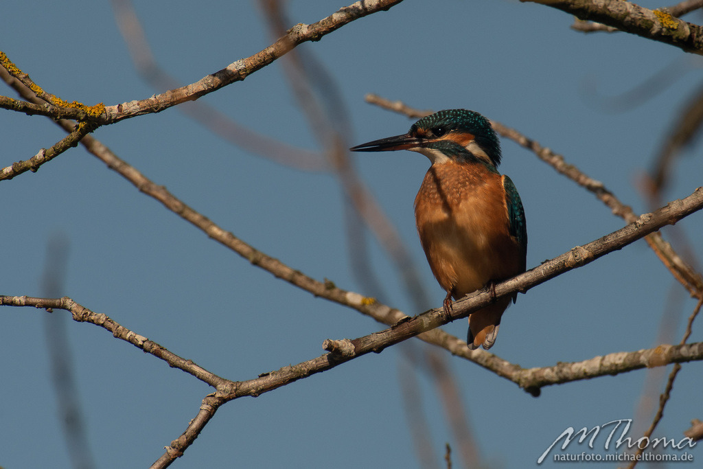 Eisvogel | Dies ist der Online-Shop von naturfoto.michaelthoma.de. Ich bin leidenschaftlicher Naturfotograf und fotografiere von der Andromedagalaxie bis zum Zwergtaucher, von der Ameise bis zum Orionnebel alles was mit Natur zu tun hat. Hier kann eine Auswahl meine - Realisiert mit Pictrs.com