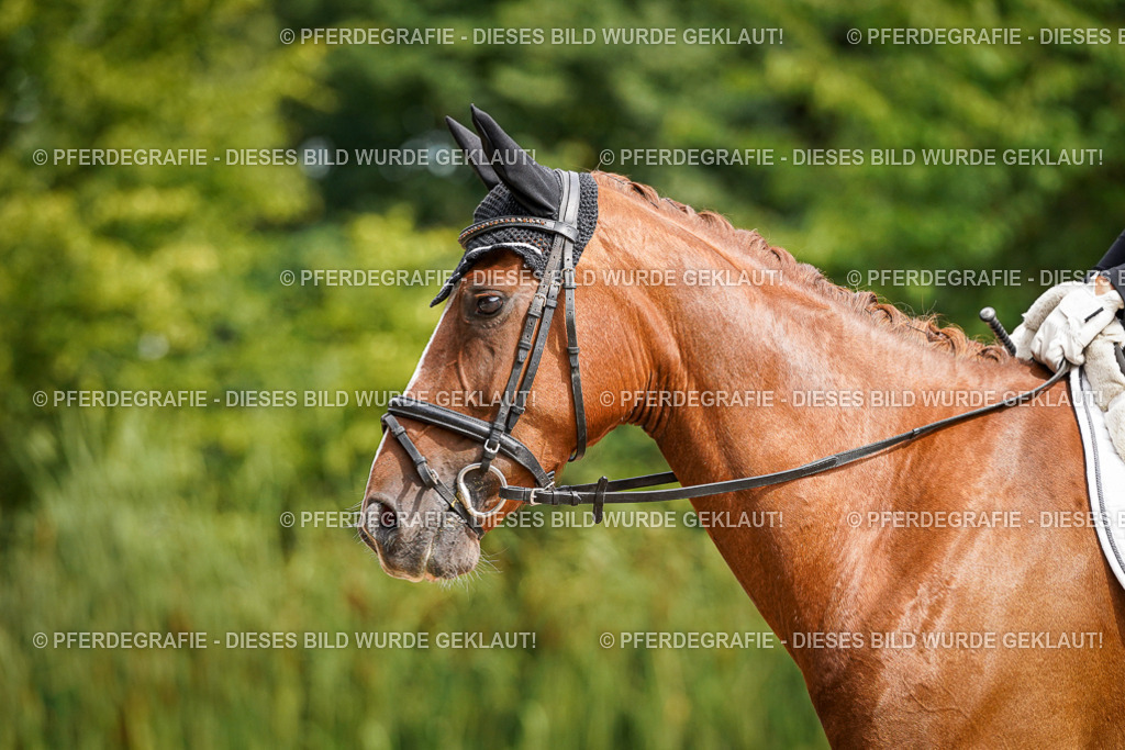 DSC07863 | Pferdegrafie