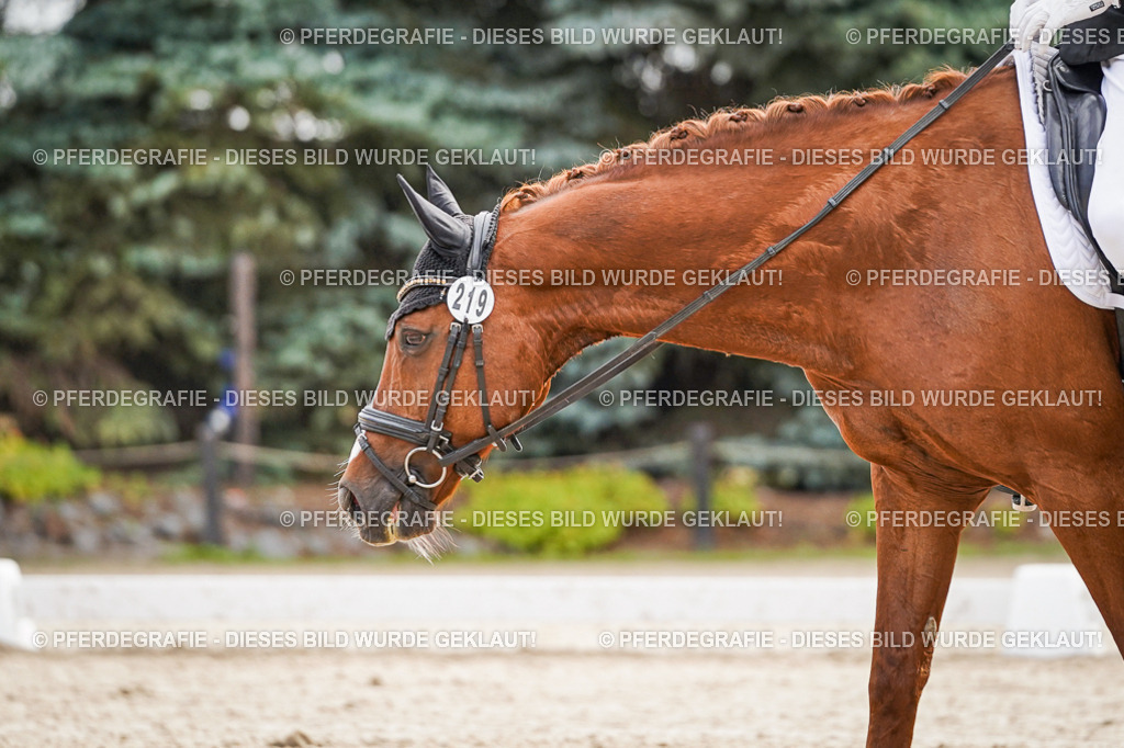 DSC01615 | Pferdegrafie