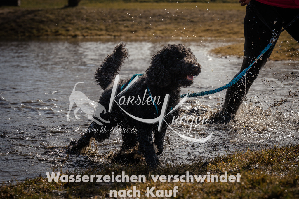 1133_ZZ95647 | kk-dogfotos