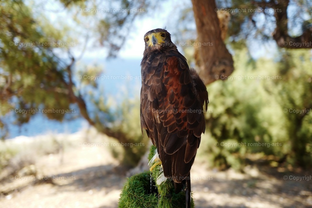 L1000952 | romberg-arts, romberg-arts.de, www.romberg-arts.de, Foto_Online_Shop, Julia Fuhrmann, Köln, Fotos, Fotografie, Fotokunst, Kunstdrucke, Naturfotos, Aktfotos, Nacktfotos, schwarz_weiß_Fotos, Blumenfotos, Blumen, Tiere, Beton, Korrosion, Lächeln, Drucke