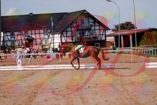 2026_10_03_Siefer-Hof_114034_Z81_82980440 | Professionelle Reitsport-, Turnier- und Eventfotografie von Robert Broda. Galerien mit ausgewählten und bearbeiteten Bildern direkt online ansehen und bestellen.