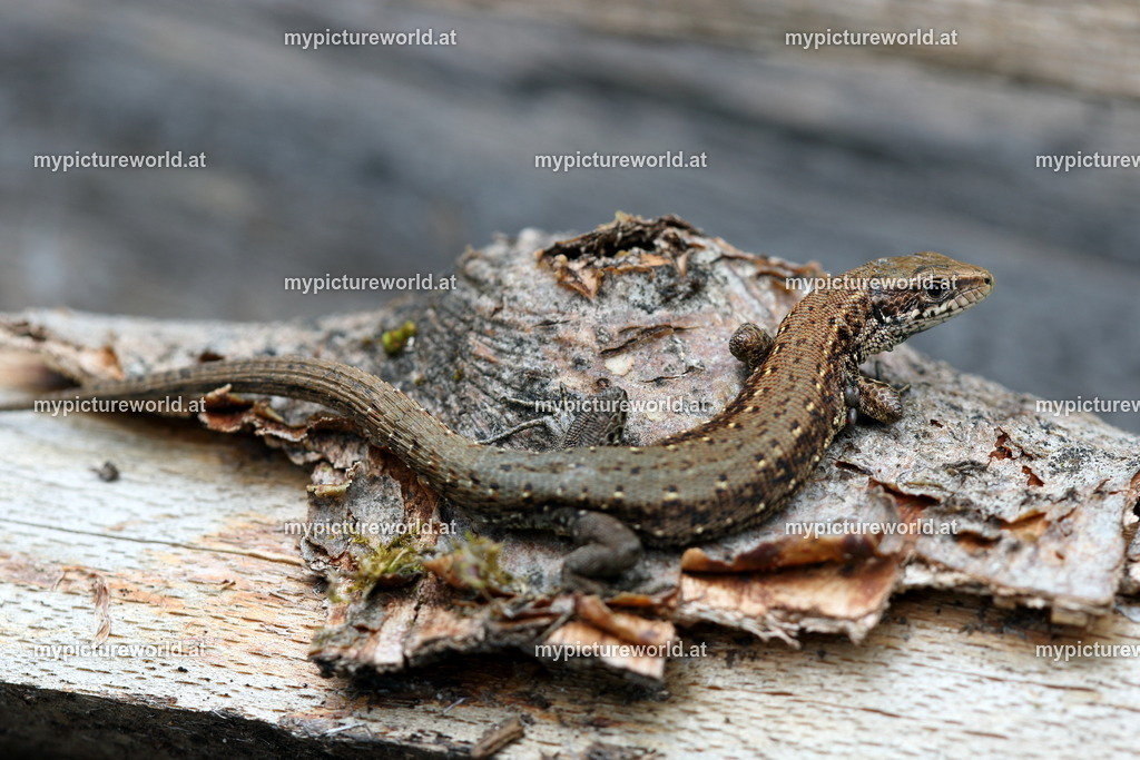 Waldeidechse-001 | Das Bilderarchiv über Tiere, Planzen und Landschaften. In der Bilddatenbank finden Sie ein große Auswahl an hochwertigen Bilder für Ihre Werbung - Realized with Pictrs.com