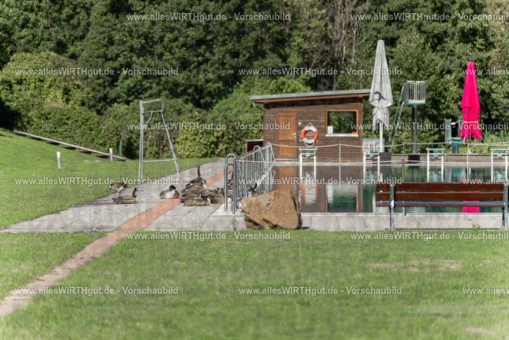 Hundeschwimmen_Volksbad_2026-allesWIRTHgut_Tierfotografie-2609061053-100315-7R509271 | Professionelle Tierfotografie in Mönchengladbach von Daniel Wirth (allesWIRTHgut). Liebevolle & natürliche Bilder von Hunden & Katzen für unvergessliche Erinnerungen.