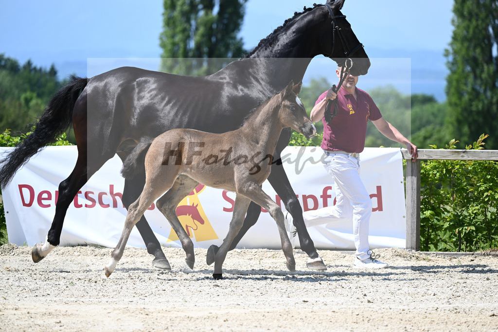 Kat-Nr. 11 SF Esperanto_Buehler_15230244 | hf-fotografie - Realizzato con Pictrs.com