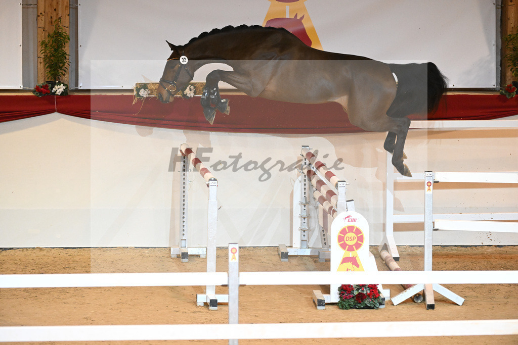 Kat-Nr. 32 Tangelo v d Zuuthoeve_Schlamminger GmbH_1231074 | hf-fotografie - Realisiert mit Pictrs.com