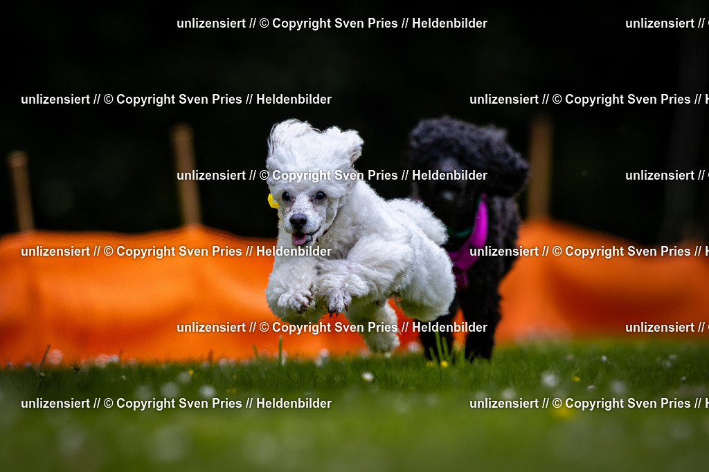 Sven Pries | 2026-05-14 - Hunderennen KA Durlach Vatertag 2026 - Realisiert mit Pictrs.com