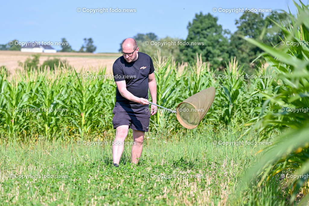Morgentau Biogemuese GmbH_ Hofkirchen_ 25.07.2024-20 | 25.07.2024, Hofkirchen, AUT, Morgentau Biogemuese GmbH, im Bild Ronnie Walcher (Biodiversitaetsforscher Boku Wien)