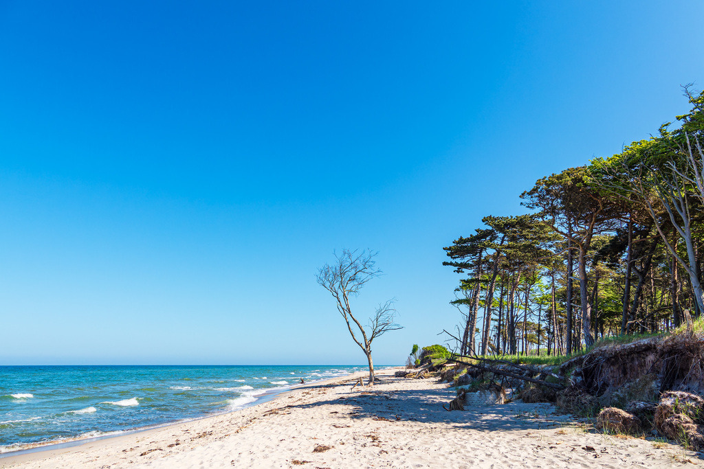 Küstenwald am Weststrand auf dem Fischland-Darß | Küstenwald am Weststrand auf dem Fischland-Darß.