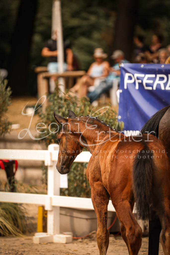 SaPA00115 | Leoni Ertmer Photography - Realisiert mit Pictrs.com