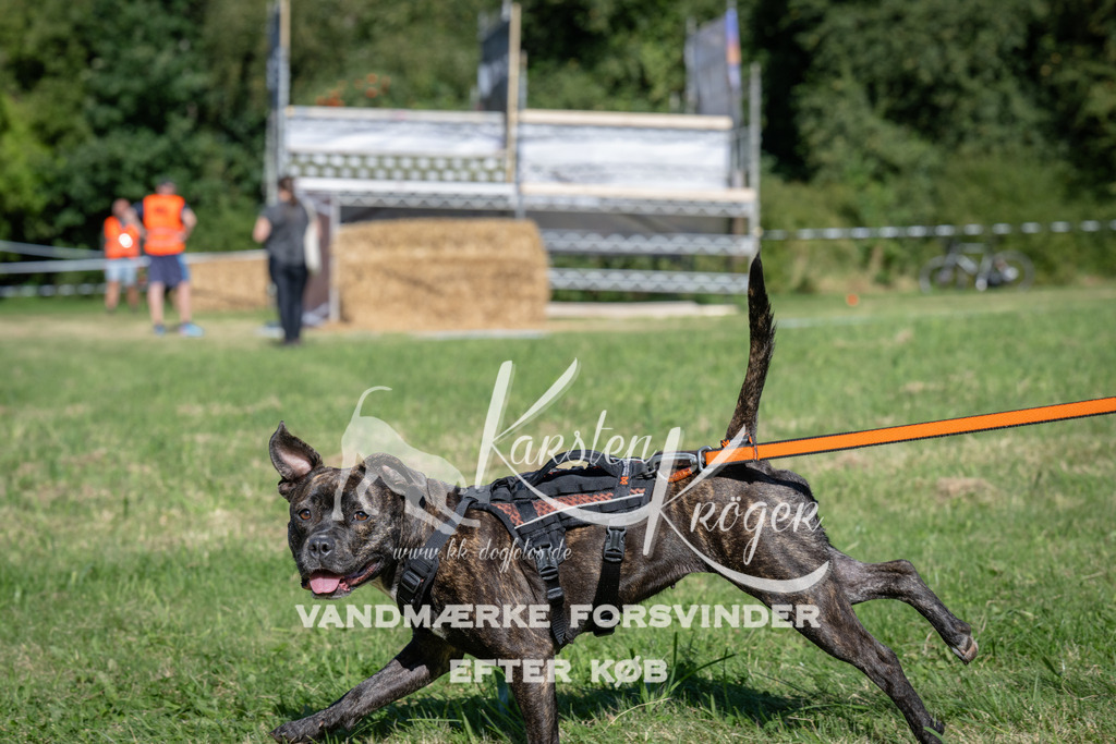 1025_ZZ98550 | kk-dogfotos
