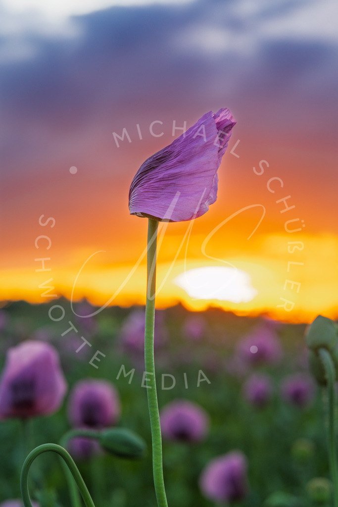 2025-05-20 2025-05-20 Erlenbacher Oelmuehle Mohnblumen 265 | Schwotte Media - Realisiert mit Pictrs.com