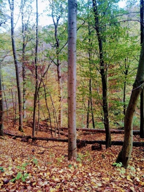 IMG-20221025-WA0010 | Verkauf von Fotos und  Videoclips zumThema Natur.Motive sind Pflanzen, Tiere, Landschaftenund Wetter - Realisiert mit Pictrs.com
