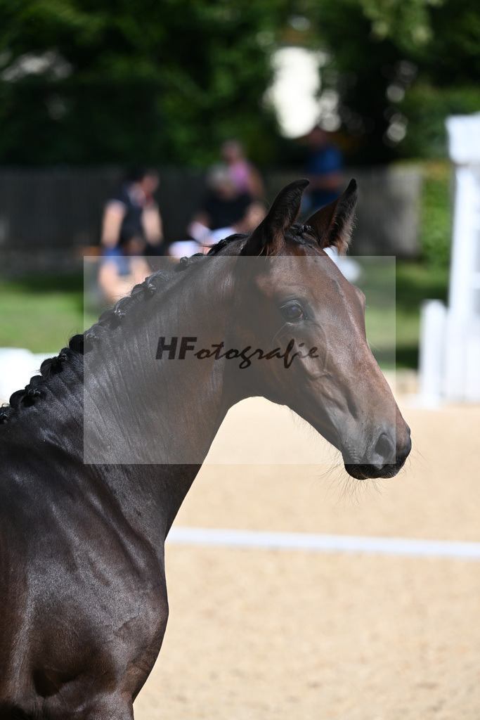 Kat-Nr. 5 SF DSP Va Bene x Samaro_Reissler__27230117 | hf-fotografie - Realisiert mit Pictrs.com