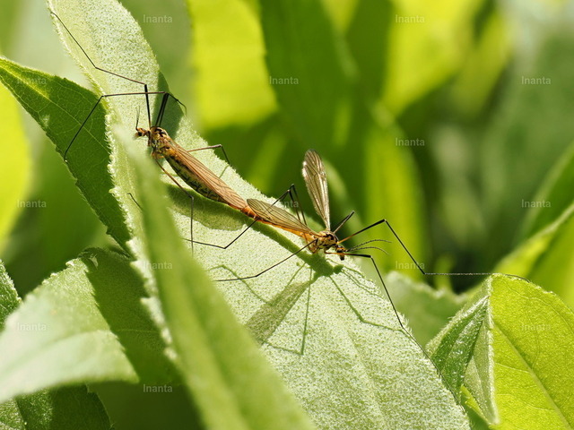 Wiesenschnake (Tipula paludosa) | Die Wiesenschnake (Tipula paludosa), auch Sumpfschnake genannt, ist eine 16–25 mm große, langbeinige Schnake aus der Familie der Tipulidae. Sie fliegt vor allem im Spätsommer und ihre Larven leben im Boden von Wiesen und Rasen. –  – The Marsh Crane Fly (Tipula paludosa) is a 16–25 mm long-legged crane fly from the family Tipulidae. It mainly flies in late summer and its larvae live in the soil of meadows and lawns. - Realisiert mit Pictrs.com