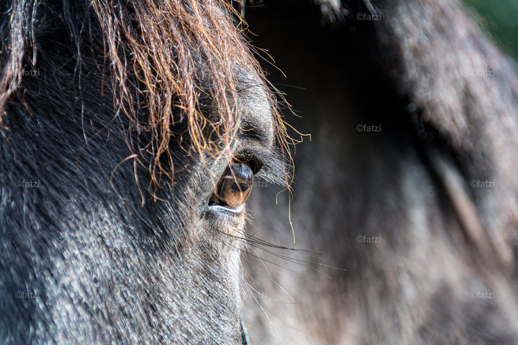 Pferd Stute Auge_009_fatzi | Fatzi Bilder-Archiv! 
Die Bilder sind für private Nutzung lizenzfrei. Die kommerzielle Nutzung ist möglich und erwünscht, jedoch bitte ich um vorherige Kontaktaufnahme per E-Mail (info@fatzi.at) oder unter +43 650 7828269 - Realisiert mit Pictrs.com