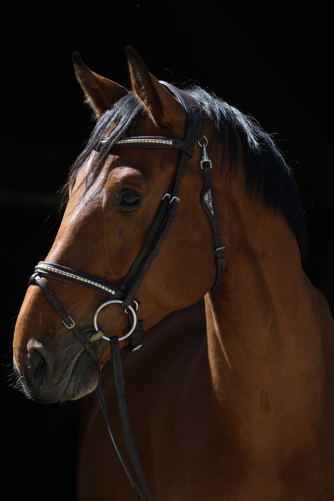 0P6A8683 | Willkommen bei Brunnmayr - Design & Fotografie – Ihrem Spezialisten für Reitturniere und Pferdeveranstaltungen in Oberösterreich, Salzburg und Bayern! Seit über 17 Jahren sind wir leidenschaftlich dabei.